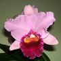 Cattleya Orchid