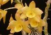 Dendrobium Orchid