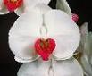 PHALAENOPSIS ORCHID PLANT