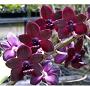 Carmela Hybrid Vanda Orchid